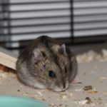 Hamster frisst