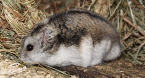 Zwerghamster im Profil