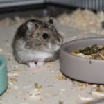 Futter und Wassernapf