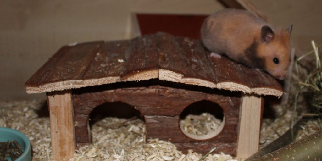 Die Anschaffung des Goldhamsters