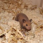 Goldhamster im Einstreu aus Stroh und Kleintierstreu