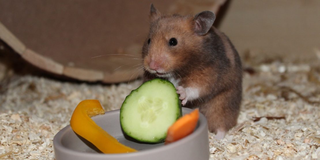 Goldhamster Ernährung