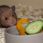 Goldhamster frisst Gemüse