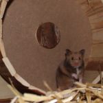 Goldhamster im Laufrad