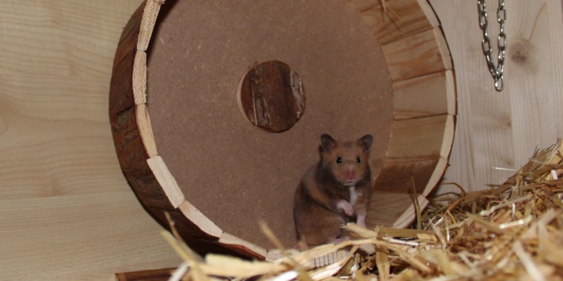 Die Goldhamster Haltung
