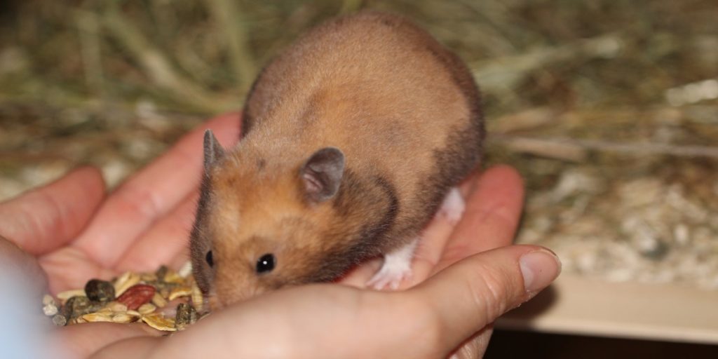 Goldhamster auf der Hand