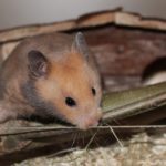 Goldhamster beim Klettern