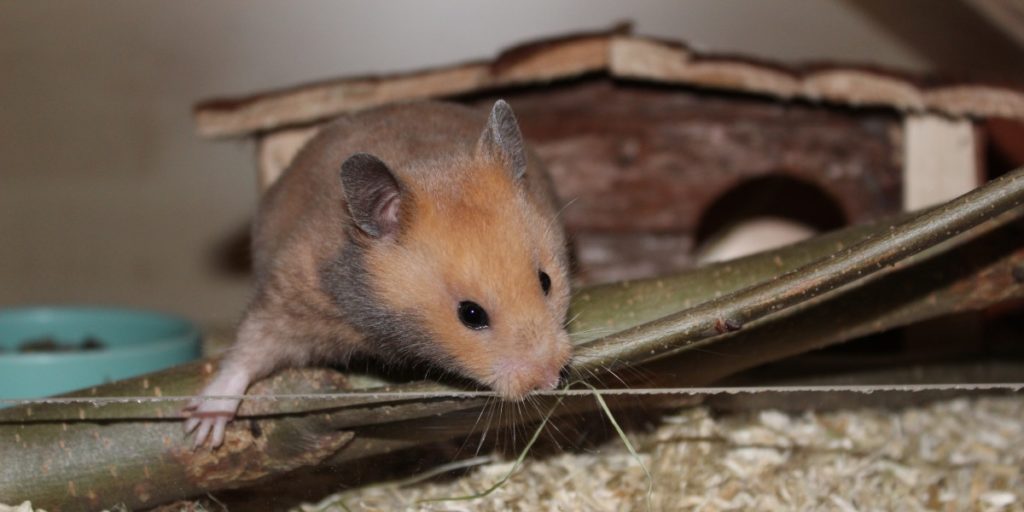 Hamster klettert - Goldhamster vor dem Kauf beobachten