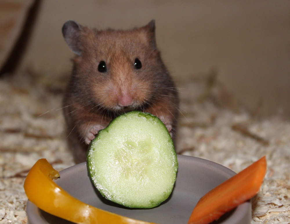 Hamster Namen Die beliebtesten Namen und Tipps zur Namenswahl
