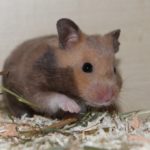 Hamster gibt Pfote