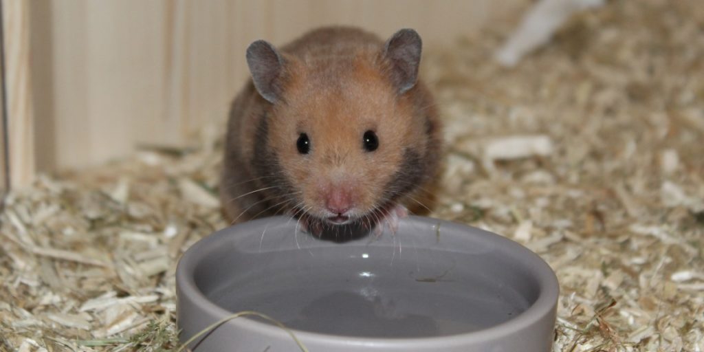 Napf mit Wasser neben Futter