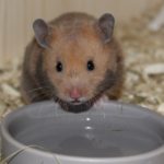 Napf mit Wasser neben Futter