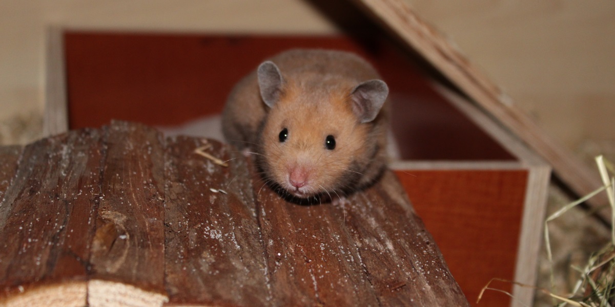 Hamster Kaufen: Wo kauft man den Hamster? Auf was muss man achten?
