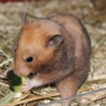 Goldhamster am Futtern