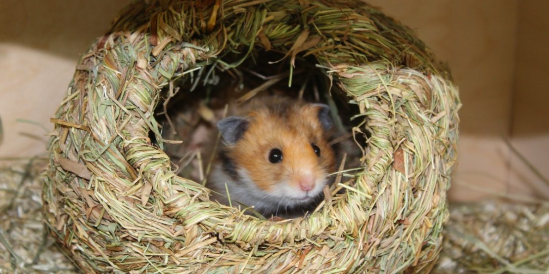 Hamster im Grasnest