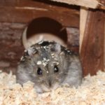 Dsungarischer Zwerghamster vom Hamsterhaus