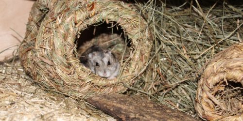 Dsungarischer Zwerghamster im Grasnest