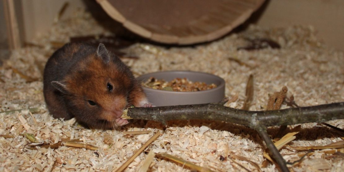 Zweige und Äste für den Hamster - Hamster Ast 1110x555
