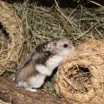 Hamster auf Heunest