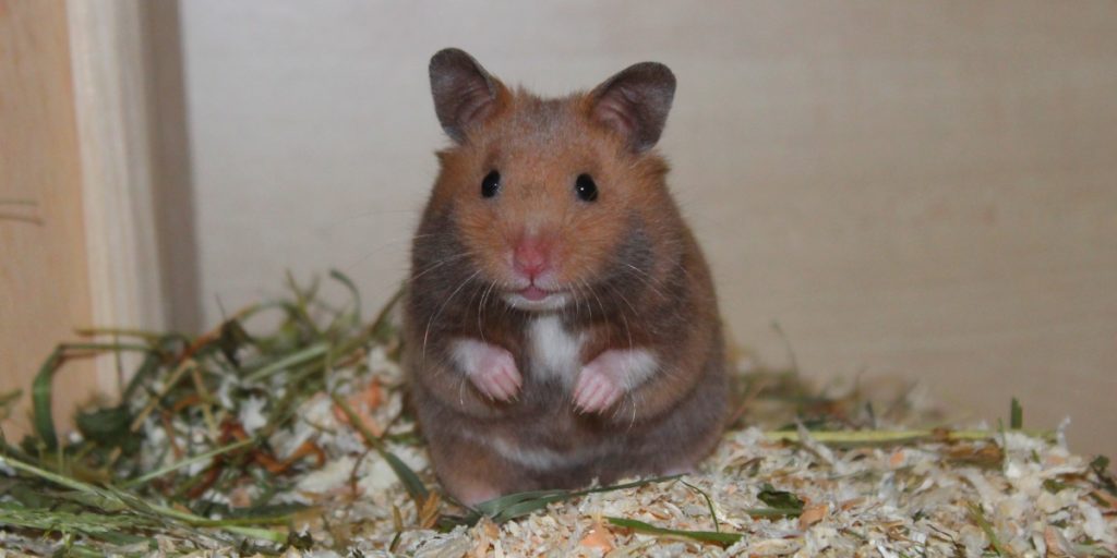 Verhalten des Hamsters deuten: Verschiedene Laute und ihre Bedeutung