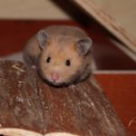 Hamster klettert auf Spielhaus