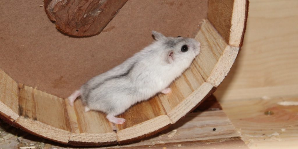 Hamster im Laufrad