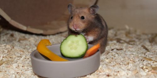 Einen Hamster Kaufen - Das sollte man beachten