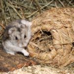 Hamster kuschelt mit Nest
