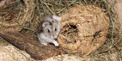 Dsungarischer Zwerghamster krabbelt auf Heunest