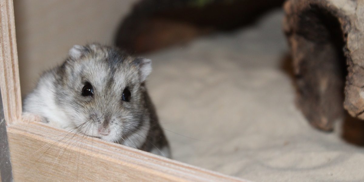 Dsungarischer Zwerghamster Portrait: Welche Eigenschaften hat er? - Hamster Neugierig 1200x600