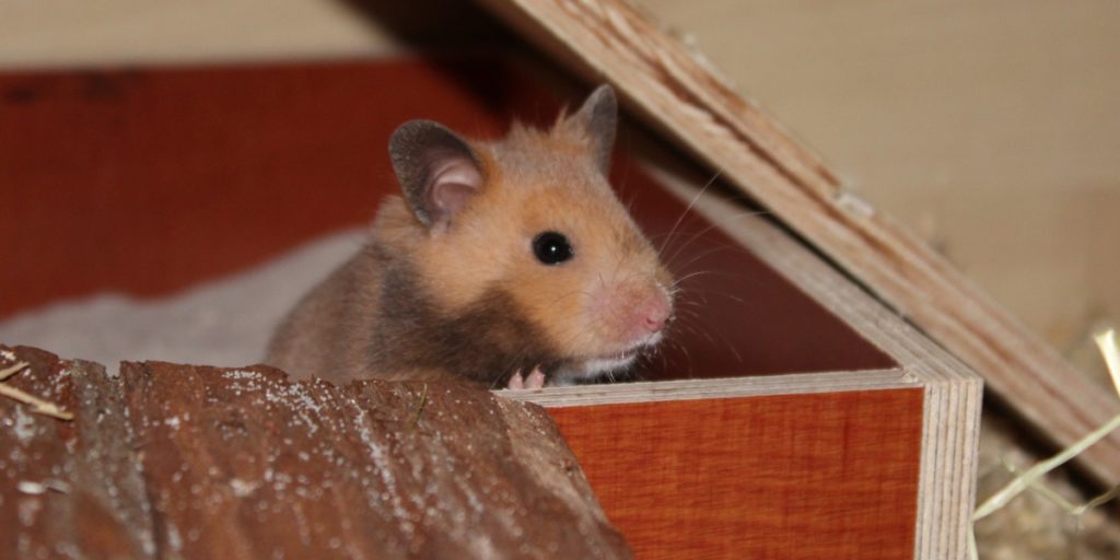 Hamster im Sandbad