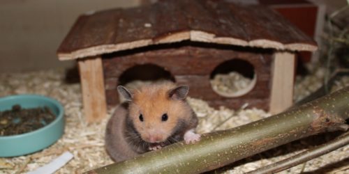 Schlafhaus für meinen Hamster
