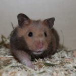 Hamster streckt sich
