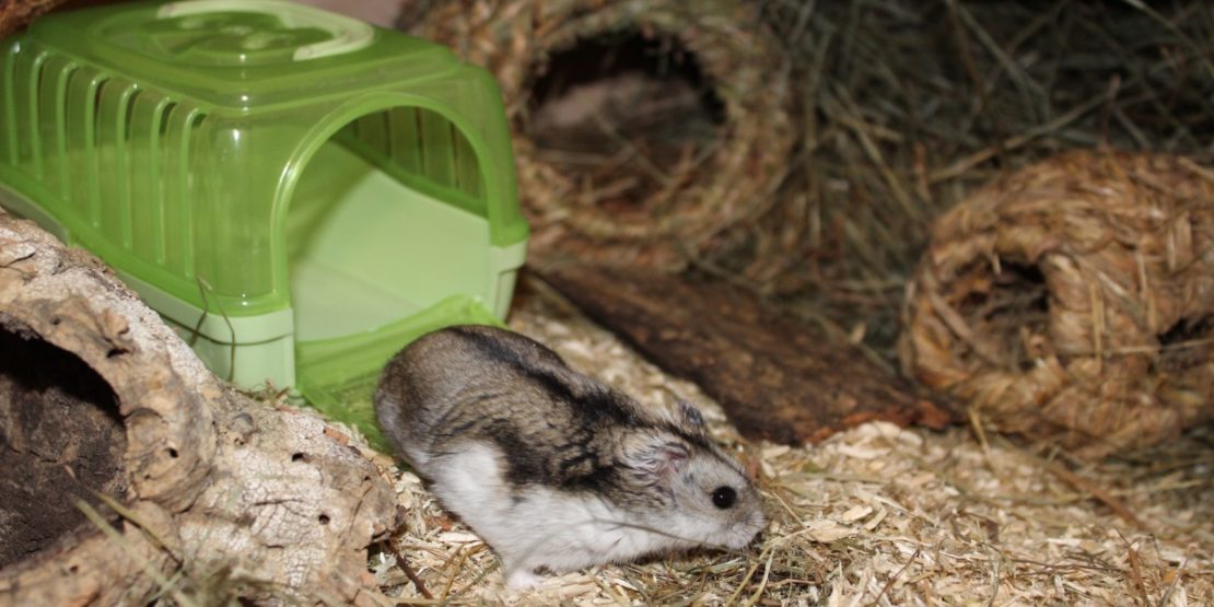 Die Hamster Transportbox