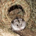 Hamster vor Grasnest