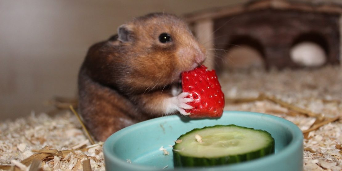 Hamsterfutter und gesunde Ernährung