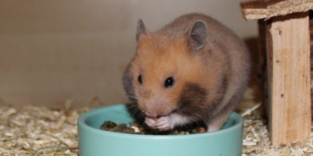 Trockenfutter als Hamsterfutter Basis