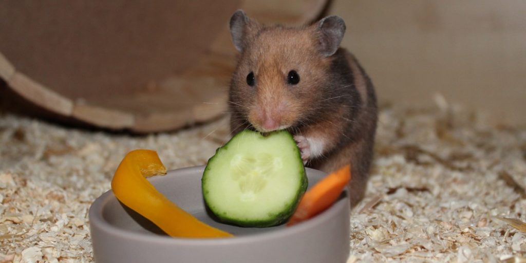 Gemüse als Ergänzung des Hamsterfutters