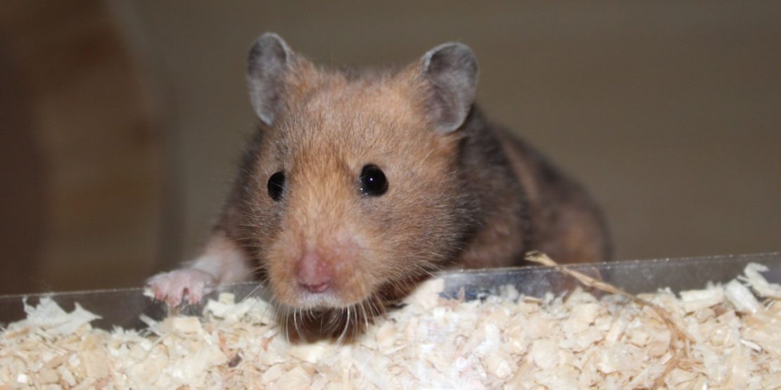 Weiteres Hamsterzubehör