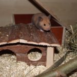 Goldhamster klettert auf Häuschen