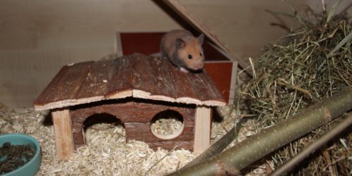 Goldhamster klettert auf Häuschen