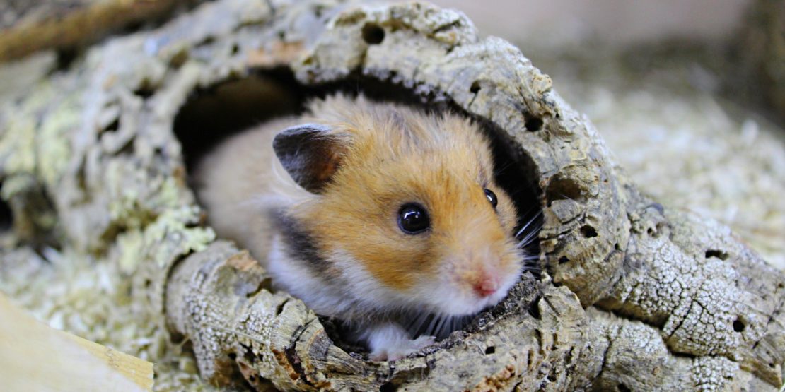 Hamster in Korkröhre