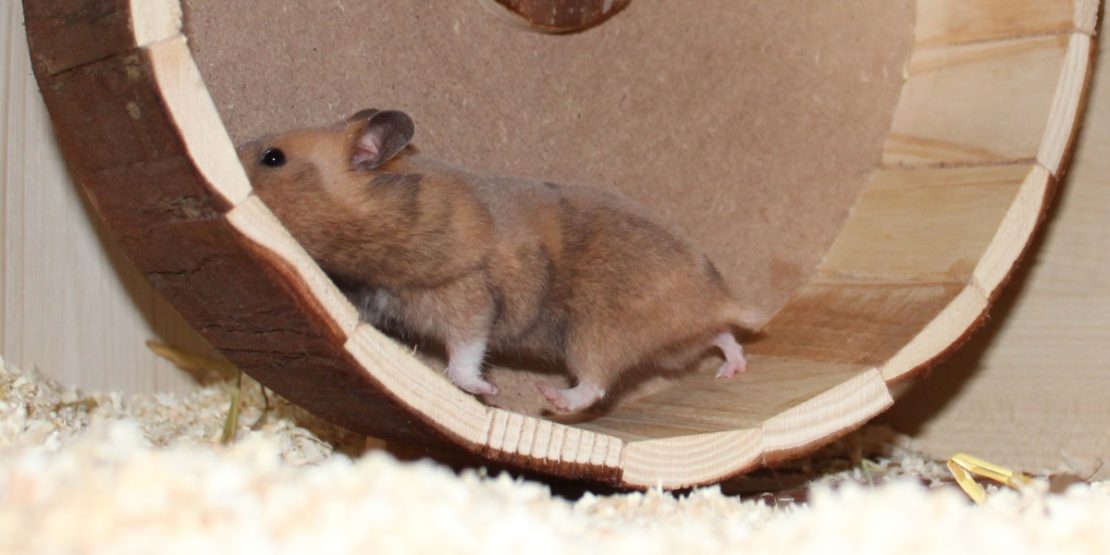 Hamster im Laufrad