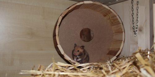 Laufrad aus Holz für den Goldhamster