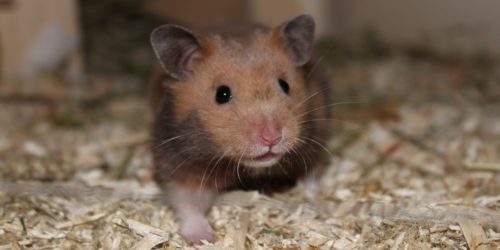 Neugieriger Hamster