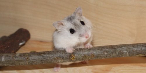 Passt ein Hamster zu mir? - Fragen