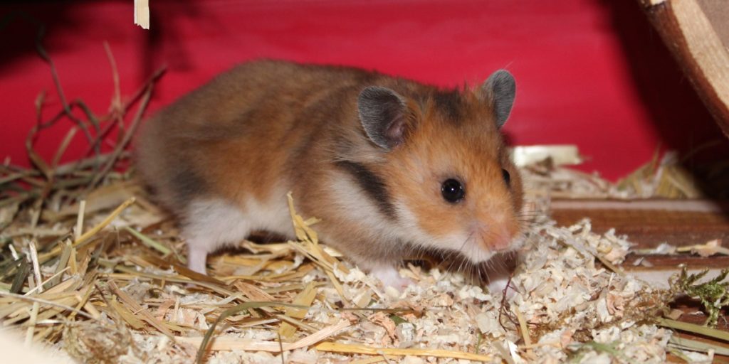 Einen Teddyhamster kaufen