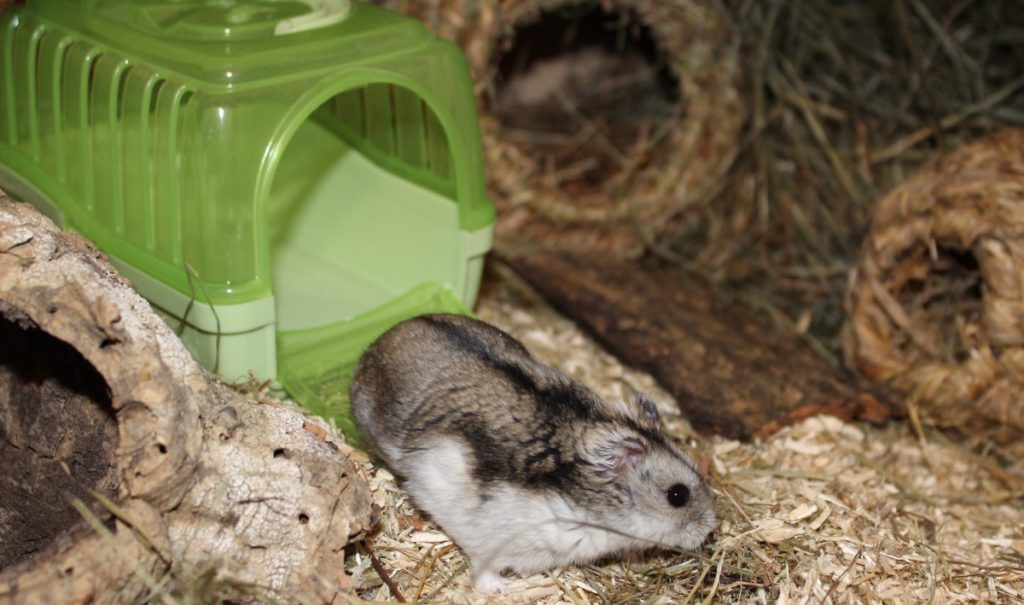 Hamster kommt aus Transportbox