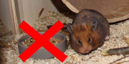 Verbotenes Hamsterfutter