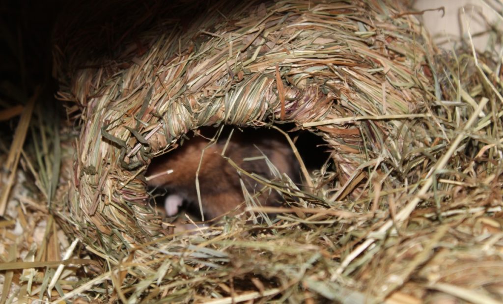 Die Vorratskammer des Hamsters